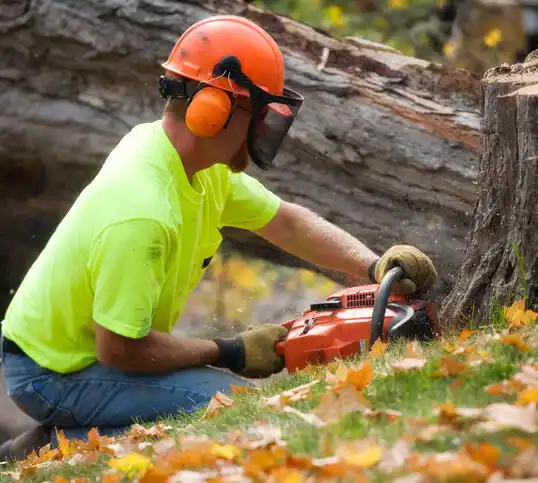 tree services River Edge